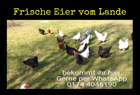 Geschaeftsschilder Tuerschilder EingangFirma Frische Eier vom Land Bild